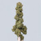 Guava Auto Feminized Seeds (Fast Buds)