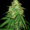 Girl Scout Cookies Auto (Semi Sensibili Originali)