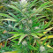 Green Crack Seeds (Humboldt Seeds Organization)