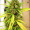 Graines de cannabis Guawi (Ace Seeds)