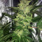 Master Kush (White Label)