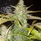 Semi femminizzati Northern Lights (White Label Seed Company)