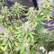 Pakistan Chitral Kush Seeds
