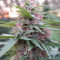 Panama strain