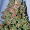 Pure Africa Seeds