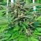 Sapphire OG Seeds