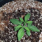 Sherbet Queen cannabis strain