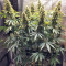 Thai Chi feminized seeds