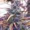 Thai Chi feminized seeds