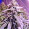 Triangle Kush Auto (Mephisto Genetics) Cannabis-Samen