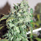 Txomango feminized seeds