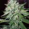 White Crystal Meth Auto strain