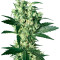 X Haze feminized seeds