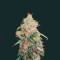 Amnesia (Herbies Seeds)