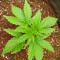 Graines féminisées de Blue Sunset Sherbert (Barney’s Farm)