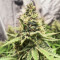 Semillas Feminizadas Critical Amnesia (AlphaFem Seeds)