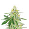 Different GG#4 Feminized Seeds (AlphaFem Seeds)