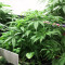 Graines de cannabis Gorilla x Lilly (Expert Seeds)