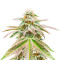 Great White Shark Auto (Herbies Seeds)