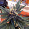 Purple Bud Seeds