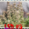 LSD Seeds - Cannabis Strain Seeds for Sale