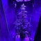 Tangie'matic Seeds