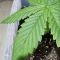 Tangie'matic Seeds