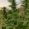 Eleven Roses Seeds (Delicious Seeds) - Cannabis Strain Seeds for Sale