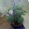Semi di cannabis fem Gelato Auto in vendita