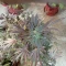 Black Herer Seeds (EGS) - Cannabis Strain Seeds for Sale