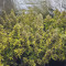 Acquista i semi di Tangerine Dream Auto fem di Barney's Farm