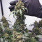 Original Auto Amnesia Haze Seeds