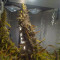 Compre sementes feminizadas Z OG Auto da Barney's Farm