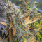 Vente de graines de cannabis Blueberry OG (Barney's Farm)
