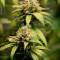 Amnesia Seeds (Seedstockers) - Cannabis Strain Seeds for Sale
