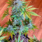 Skunk #1 feminized seeds for sale
