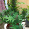 Vente de graines de cannabis Candy Dawg Autoflower (Seedstockers)