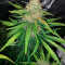Original Auto Cheese Seeds - Cannabis Strain Seeds for Sale