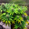 Amnesia Lemon Seeds