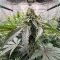All The Sauces R1 Feminized Seeds (Ethos Genetics)