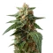 Graines de cannabis Amnesia Haze XL Auto (Zambeza Seeds)