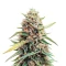 Graines de cannabis Auto Gelato (Female Seeds)
