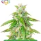 Autopilot Harvest Bundle #3