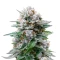 Banana Fumes Seeds (Original Sensible Seeds)