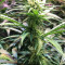 Graines féminisées de Blue Dream (Garden of Green)