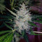 Blueberry Glue Auto (Glueberry Auto) feminized seeds