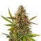 Blueberry Glue Auto (Glueberry Auto) feminized seeds
