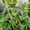 Godfather OG (Herbies Seeds)