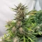 Sementes Feminizadas de Humboldt Dream Autoflower (Humboldt Seed Company)