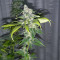 Northern Lights #10 (Herbies Seeds)